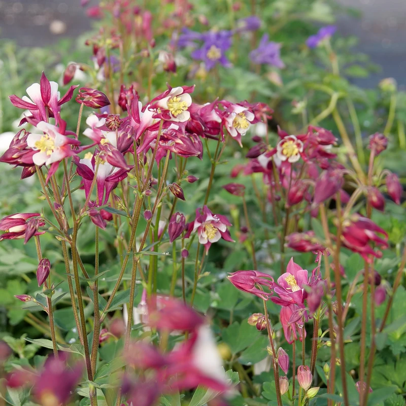 'Biedermeier Mix' Columbine - Image 3