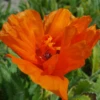 'Harvest Moon' Oriental Poppy