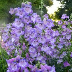 Cha Cha⢠āLavenderā Beardtongue