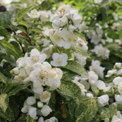 Illuminati Sparks™ Mock Orange