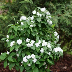 Illuminati Spice™ Mock Orange