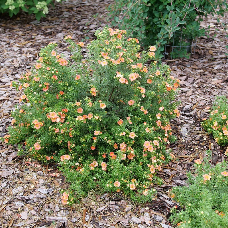 Happy FaceĀ® Orange Potentilla - Image 4
