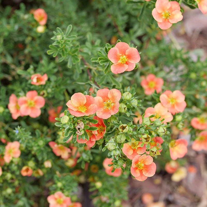 Happy FaceĀ® Orange Potentilla