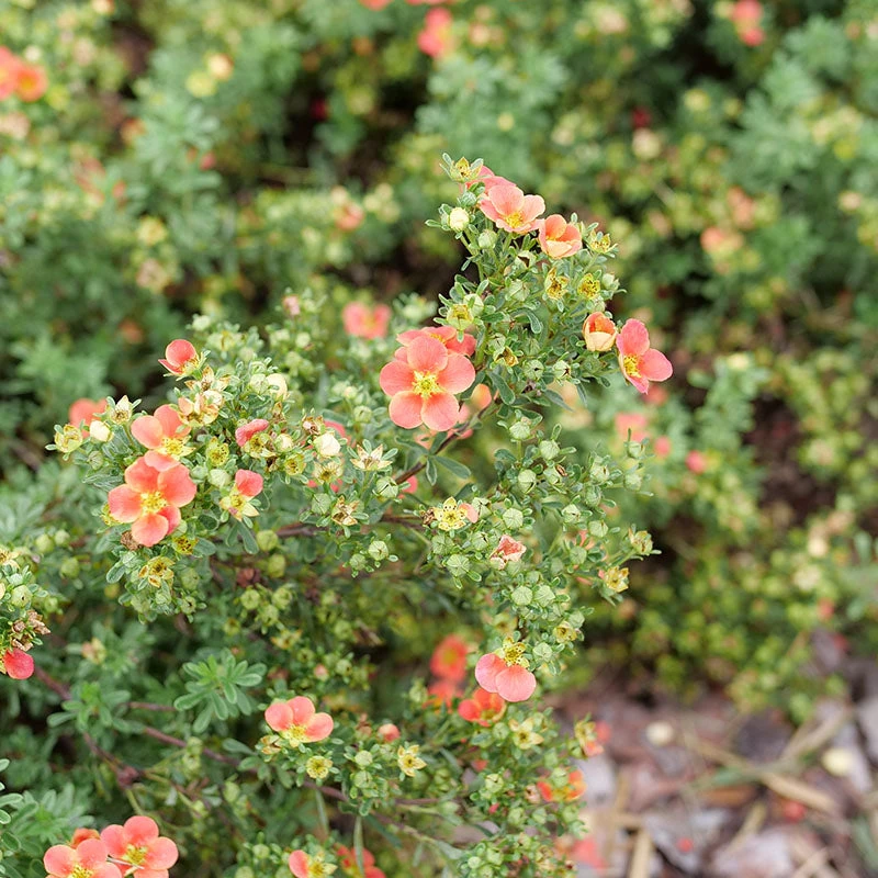 Happy FaceĀ® Orange Potentilla - Image 3