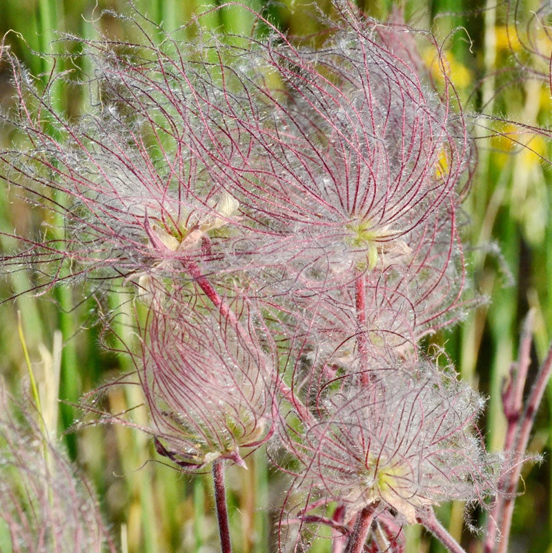 Prairie Smoke Geum - Image 2