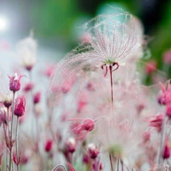 Prairie Smoke Geum