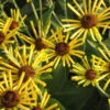 'Henry Eilers' Sweet Coneflower (Rudbeckia)