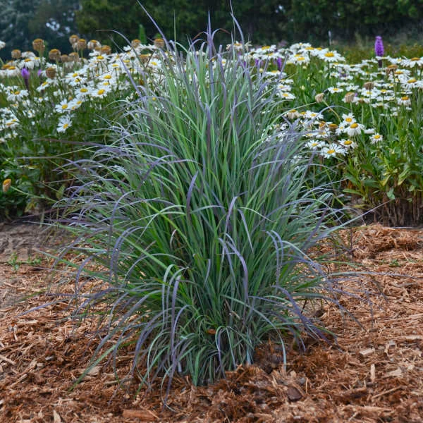 'Twilight Zone' Little Bluestem Grass