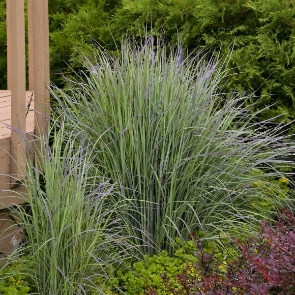 'Twilight Zone' Little Bluestem Grass - Image 2