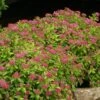 Double Play® Gold Spirea