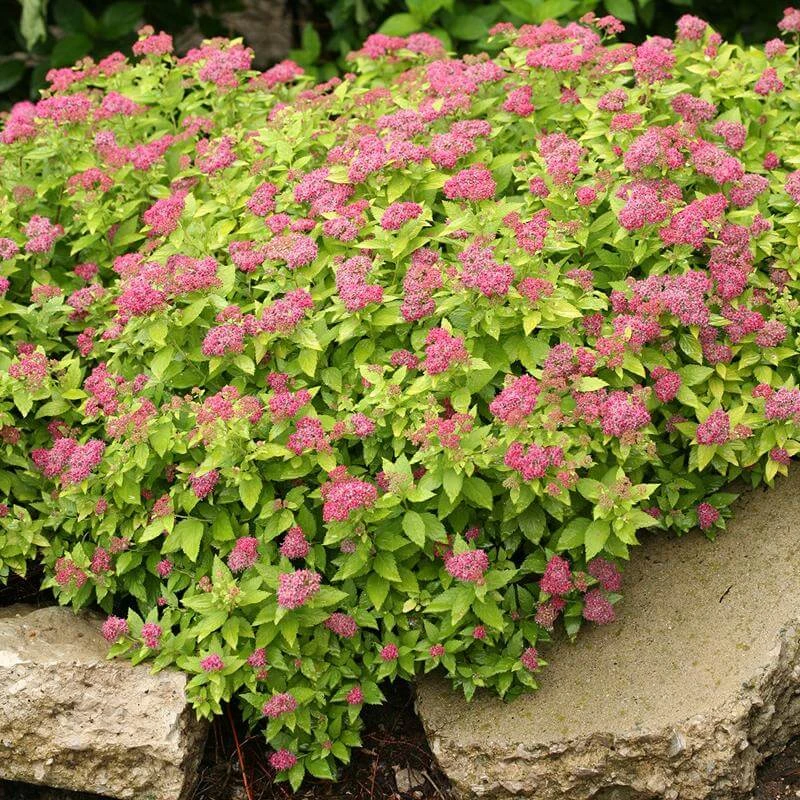 Double Play® Gold Spirea - Image 2