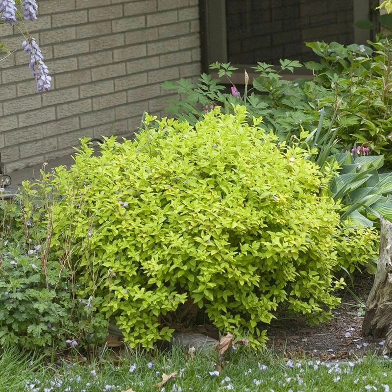 Double Play® Gold Spirea - Image 4