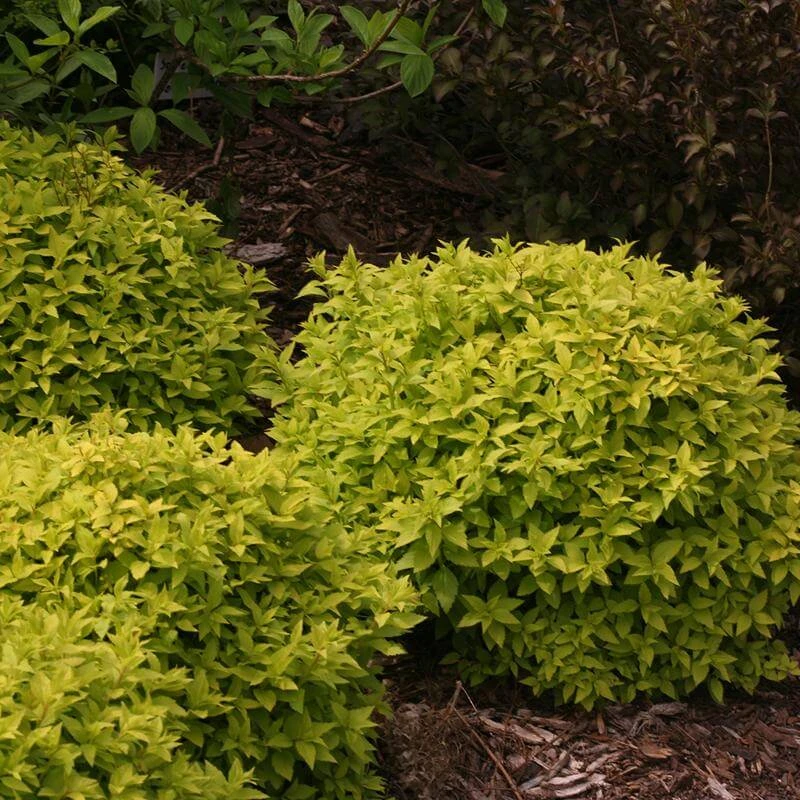 Double Play® Gold Spirea - Image 5