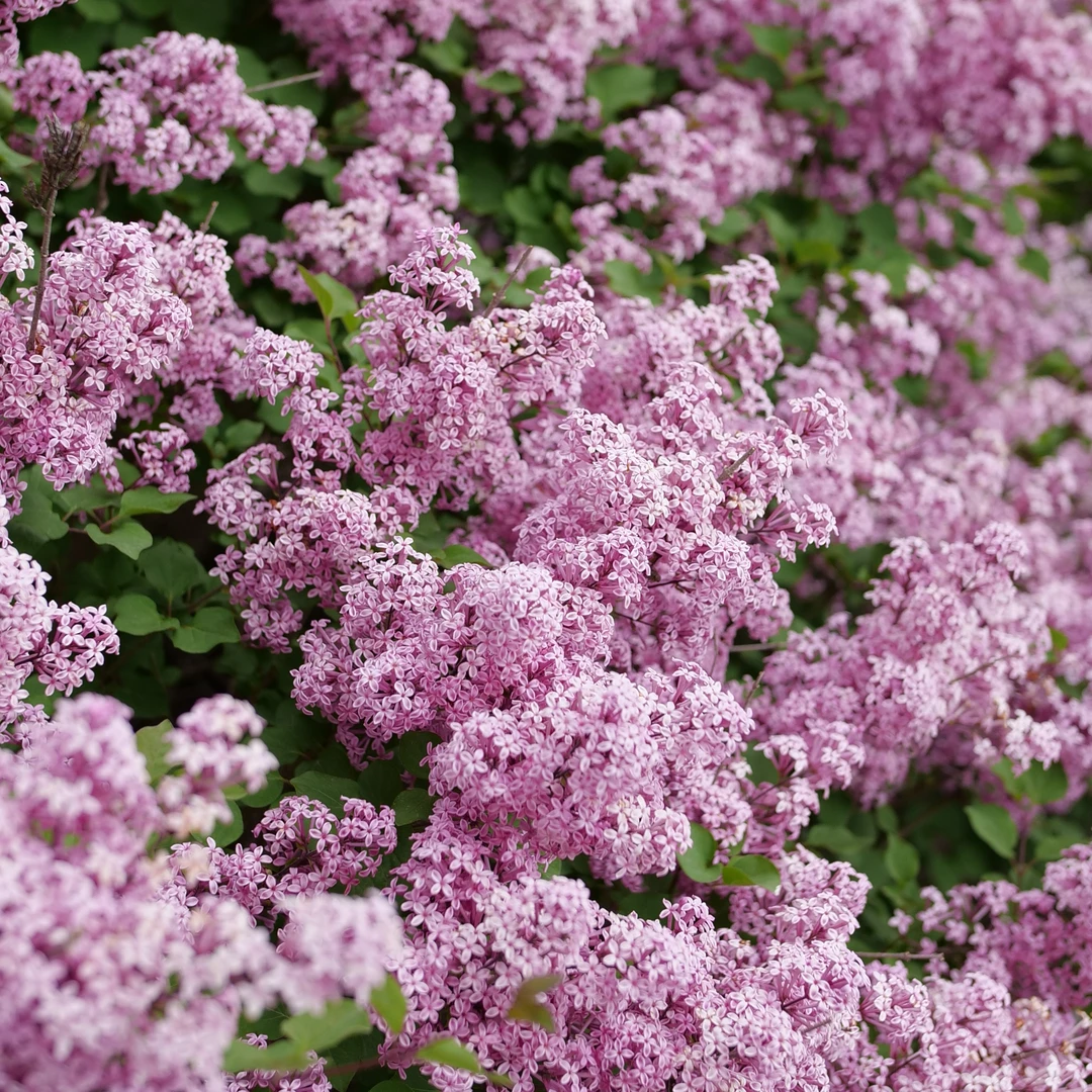 Bloomerang® Purpink™ Lilac - Image 3