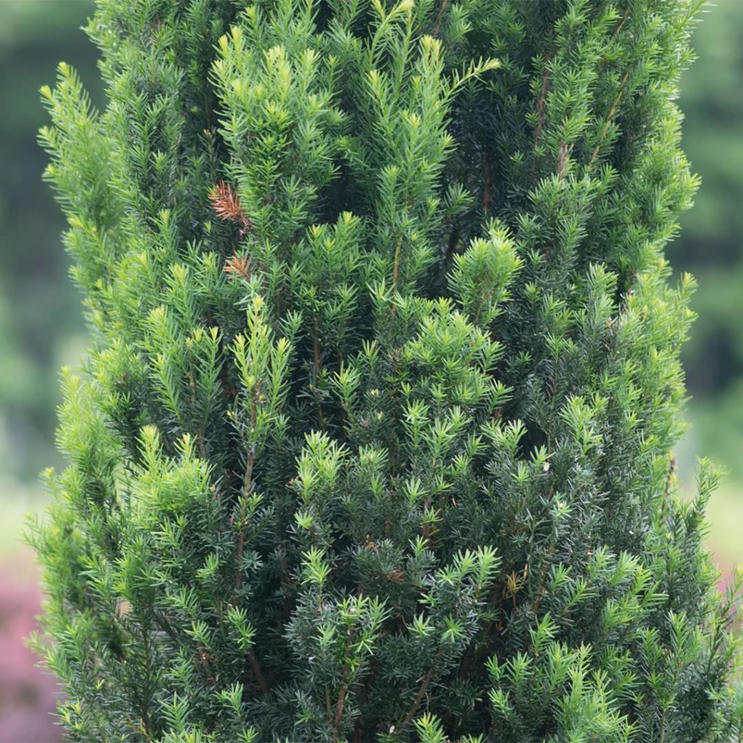 StonehengeĀ® Yew - Image 2