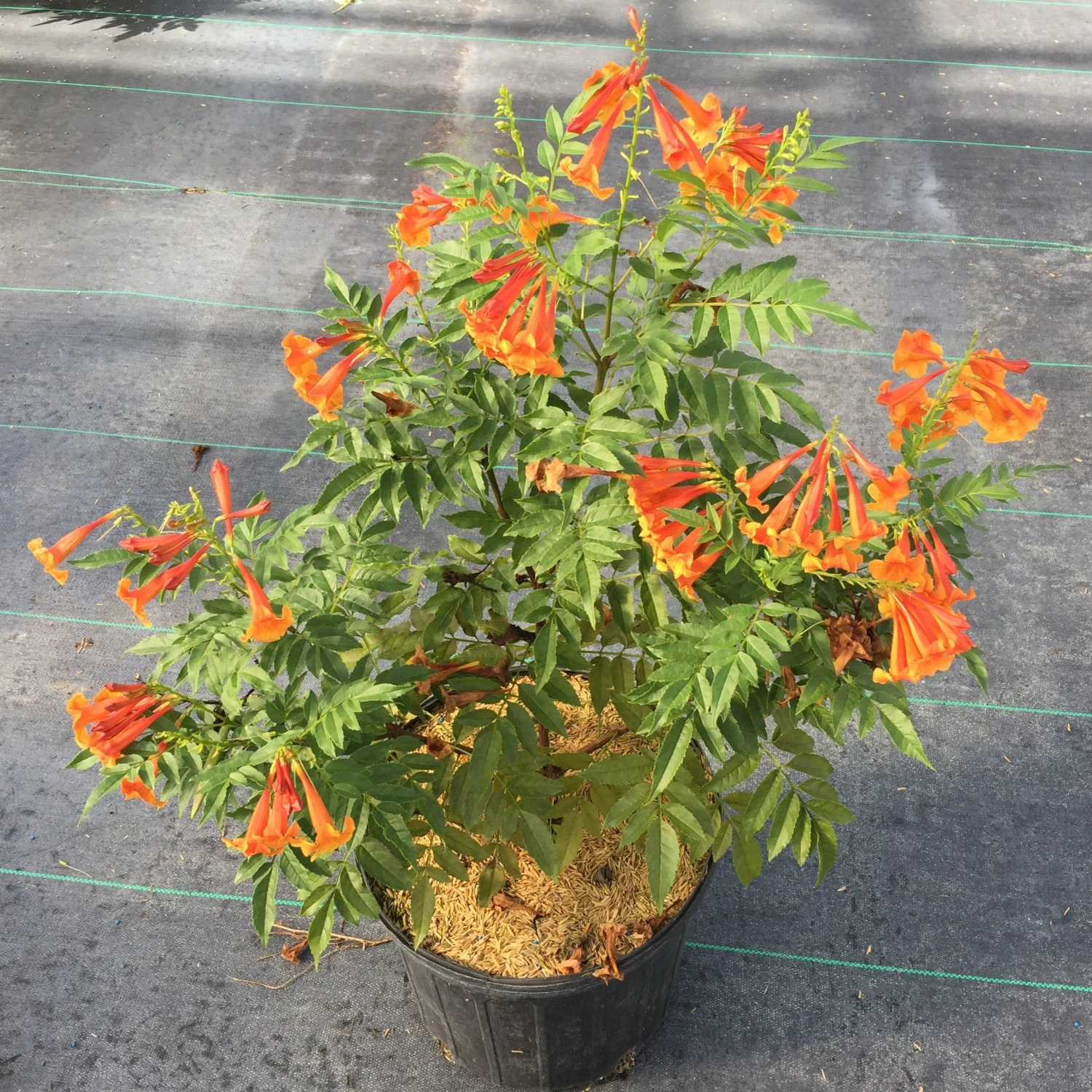 Chicklet™ Orange Trumpet Bush - Image 2