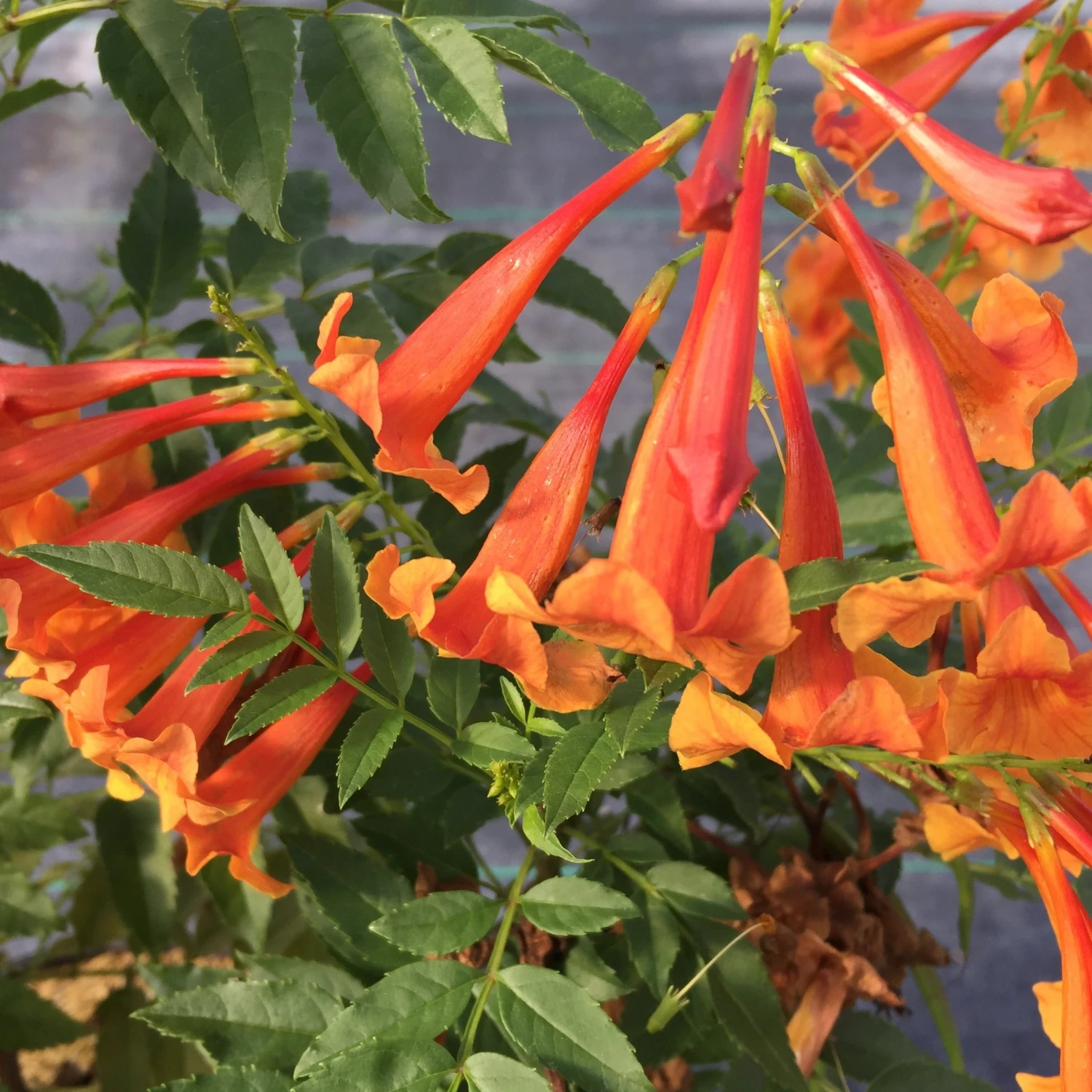 Chicklet™ Orange Trumpet Bush - Image 4