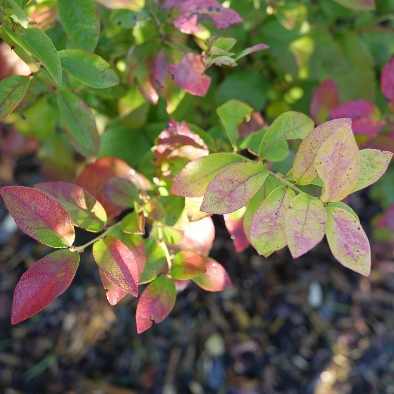 Sky Dew™ Gold Vaccinium - Image 3