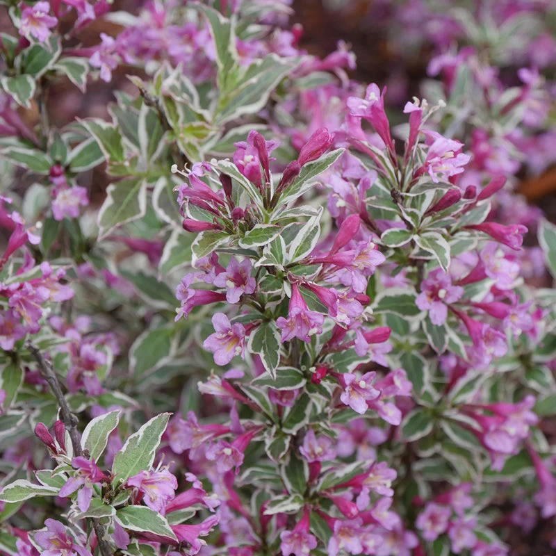 My Monet Purple Effect® Weigela - Image 3