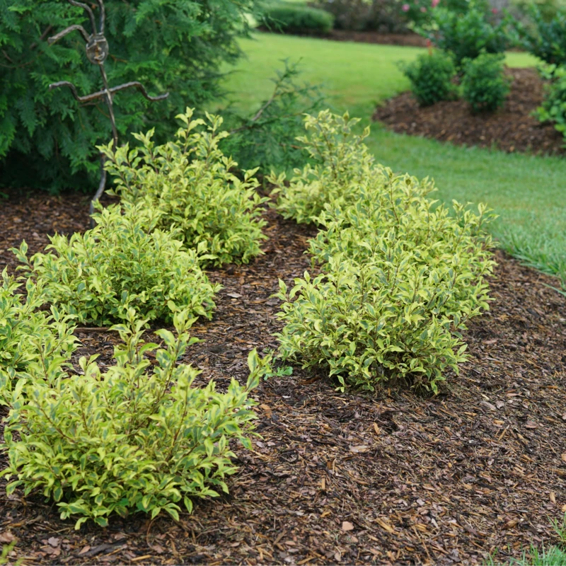 Bubbly Wineâ„¢ Weigela - Image 4