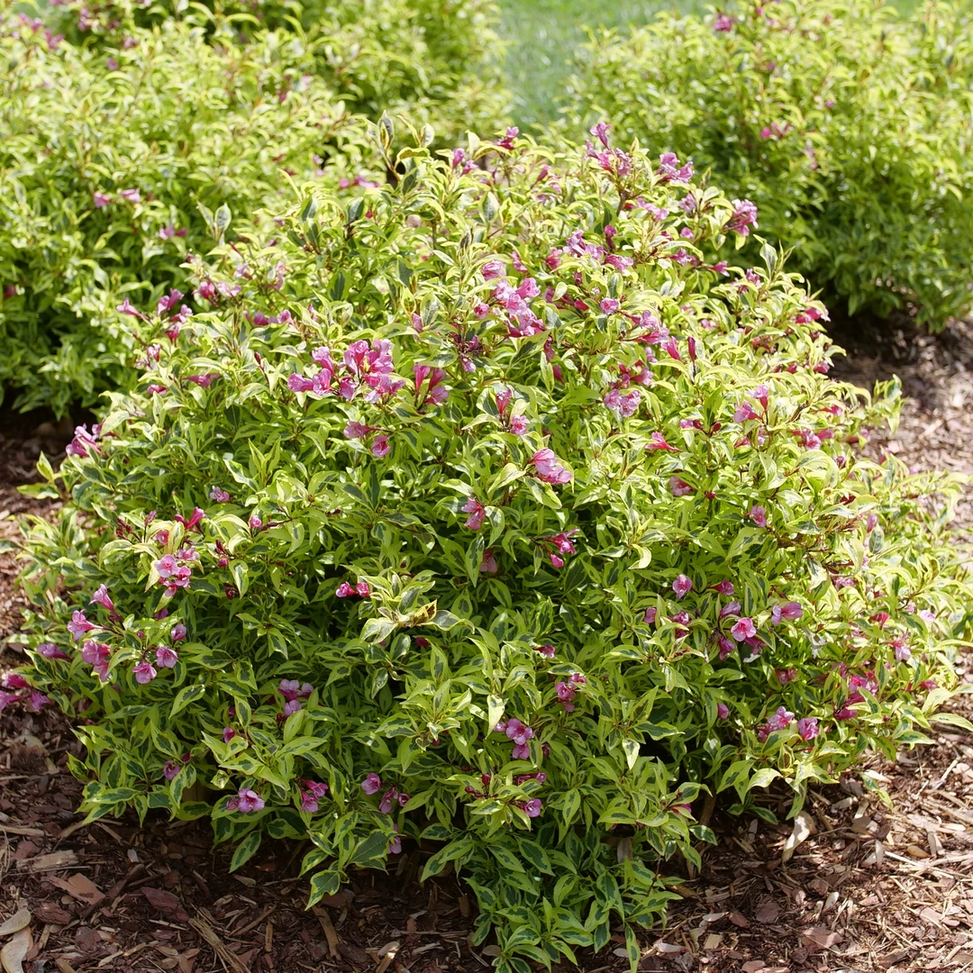 Bubbly Wineâ„¢ Weigela - Image 3
