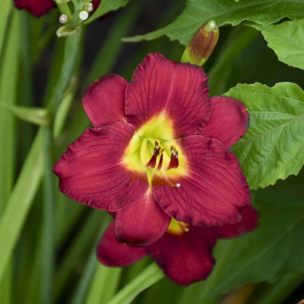 'Pardon Me' Daylily - Image 3
