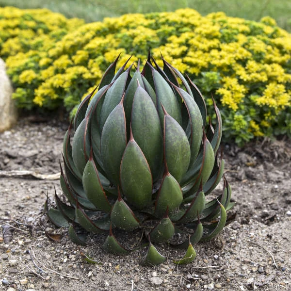 Mad About MangaveĀ® 'Praying Hands' Mangave - Image 3