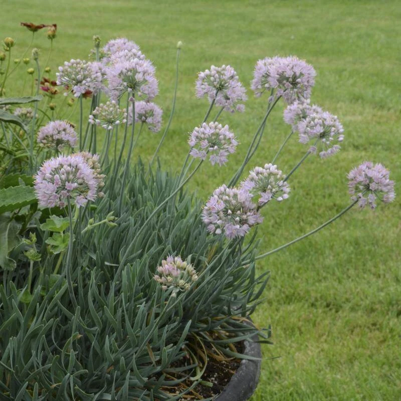 'Blue Eddy' Allium - Image 3
