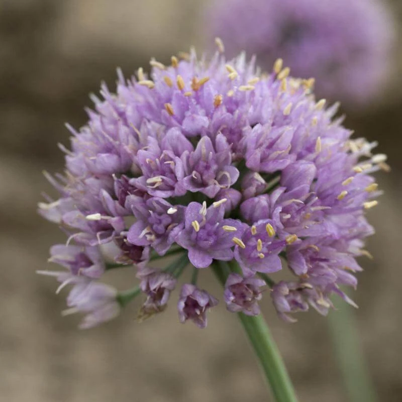 'Blue Eddy' Allium - Image 2