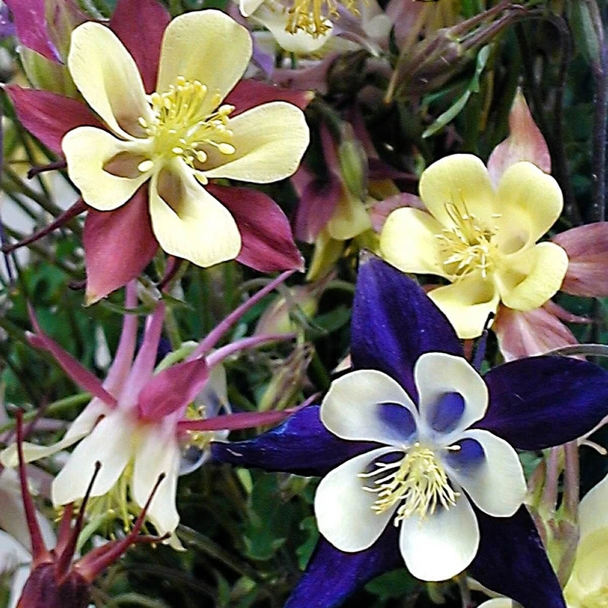 'Biedermeier Mix' Columbine - Image 4