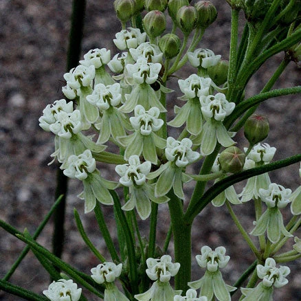 Whorled Milkweed - Image 3