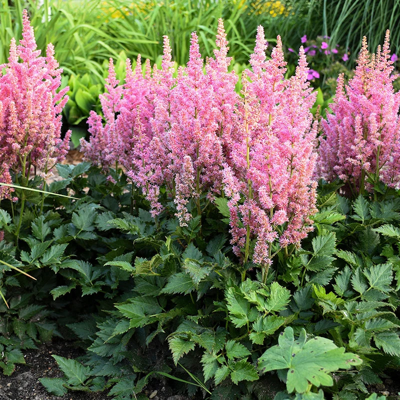 'Little Vision In Pink' Astilbe