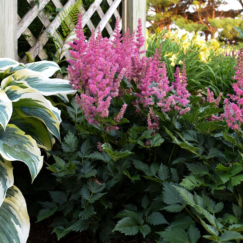 'Little Vision In Pink' Astilbe - Image 2