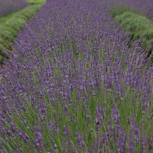 Phenomenal® Lavender - Image 4