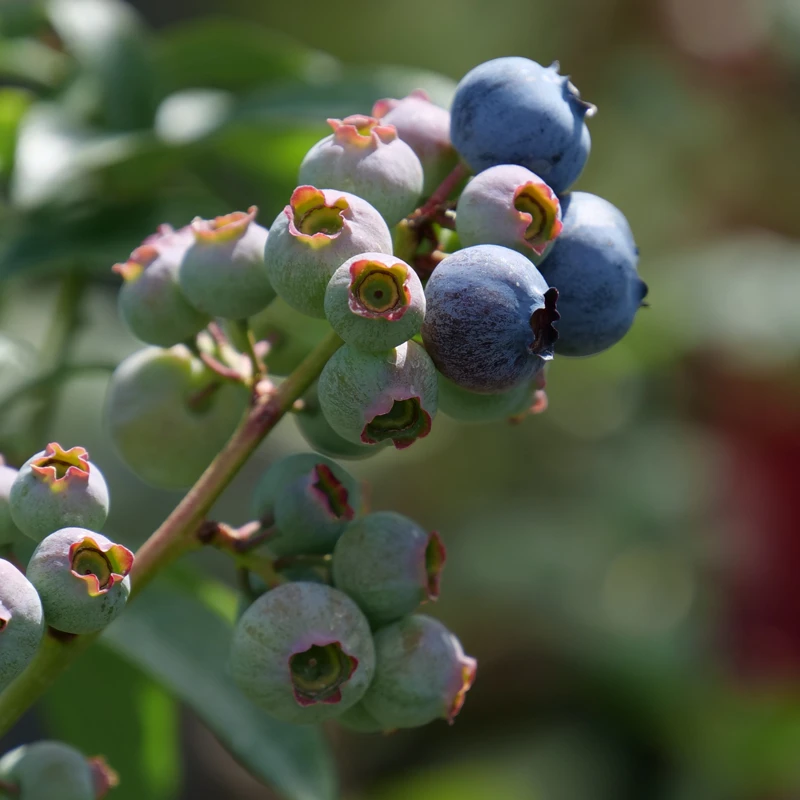 'Blueray' Blueberry - Image 2