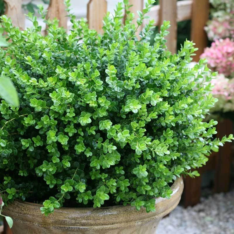 Sprinter® Boxwood - Image 5