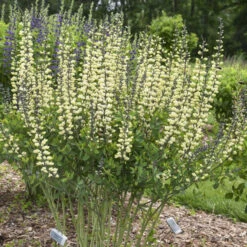 Decadence® 'Vanilla Cream II' False Indigo