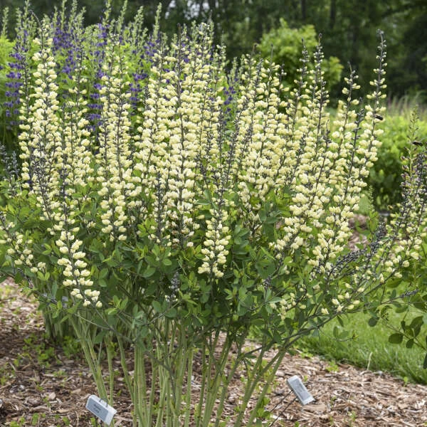 DecadenceĀ® 'Vanilla Cream II' False Indigo