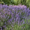 'Hidcote' Lavender
