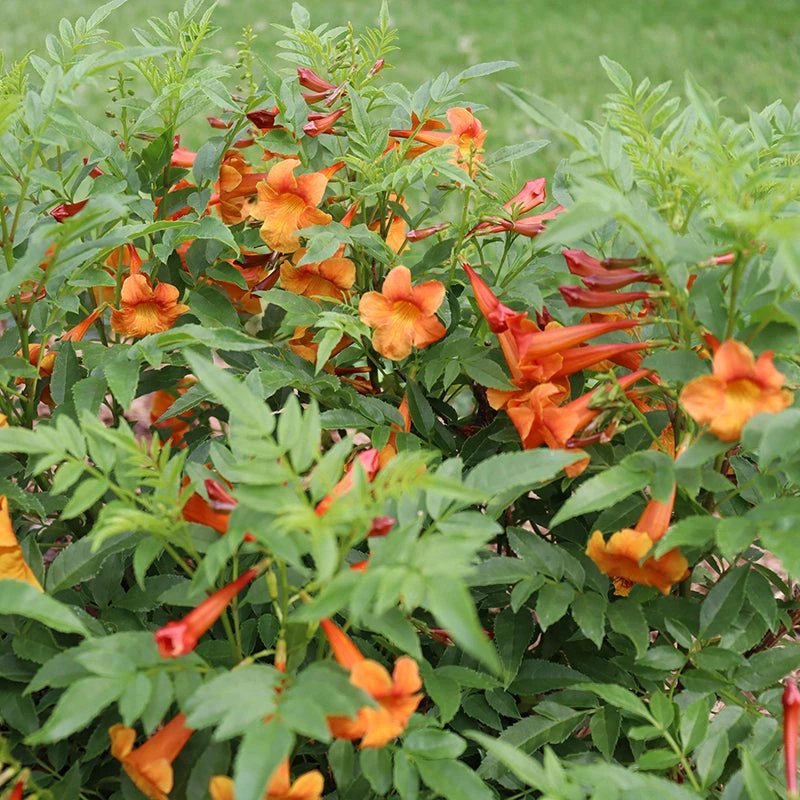 Chicklet™ Orange Trumpet Bush - Image 3