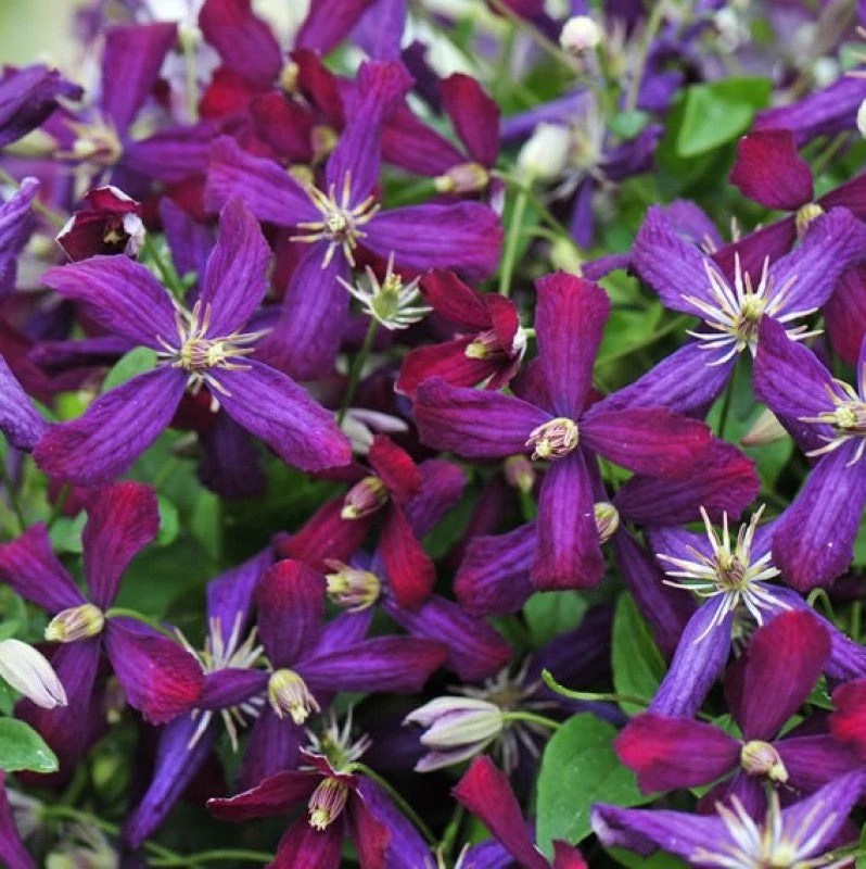 'Sweet Summer Love' Clematis - Image 3