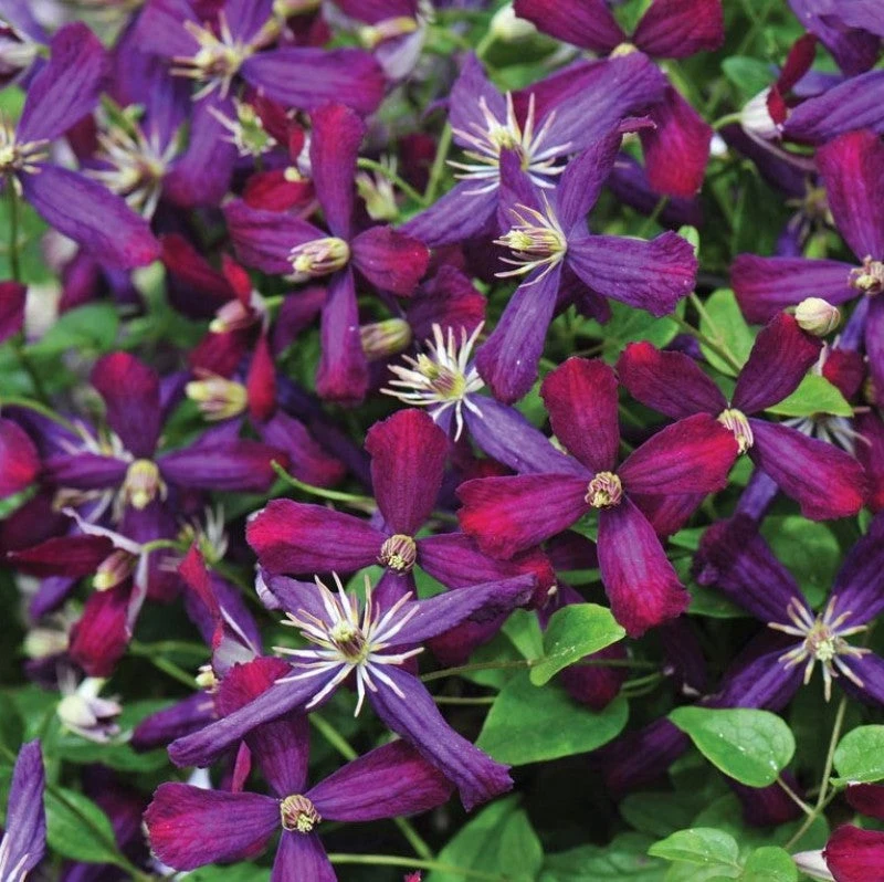 'Sweet Summer Love' Clematis - Image 4