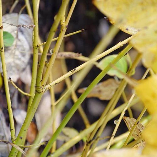 Arctic FireĀ® Yellow Red-Twig Dogwood - Image 4