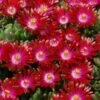Hot Cakes® 'Saucy Strawberry' Ice Plant