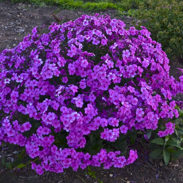 'Cloudburst' Tall Cushion Phlox - Image 3