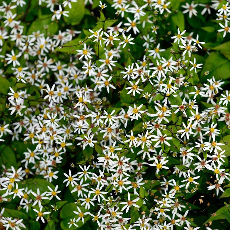 'Eastern Star' White Wood Aster