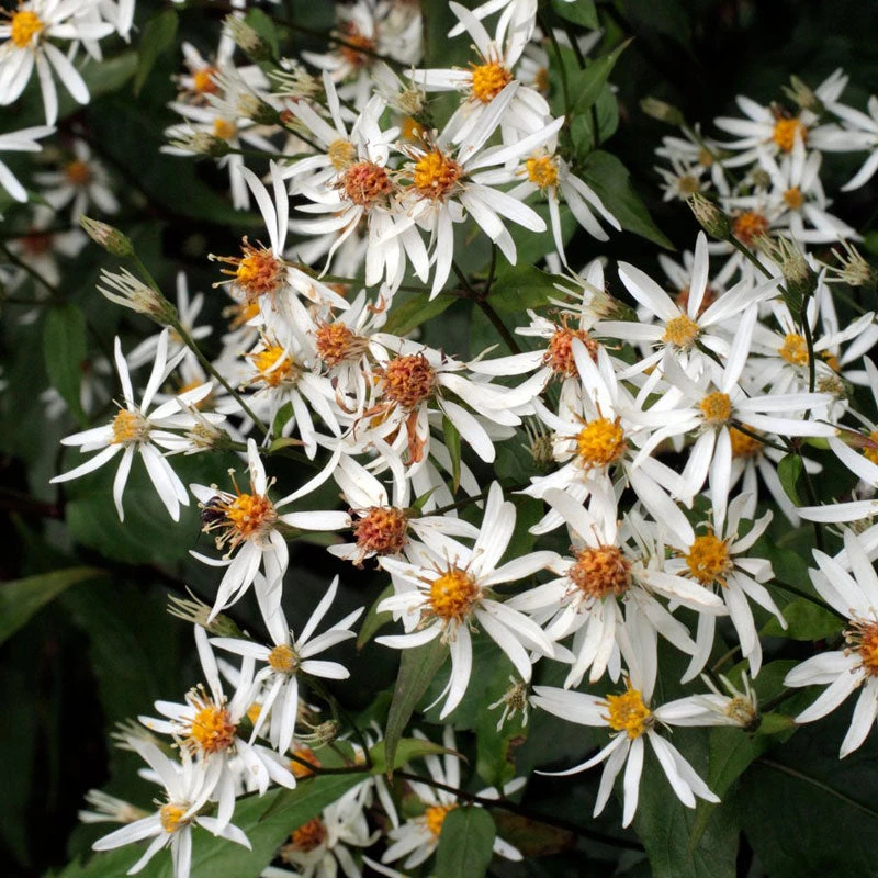'Eastern Star' White Wood Aster - Image 2