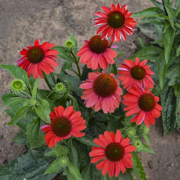 Color Coded⢠'Frankly Scarlet' Coneflower - Image 3