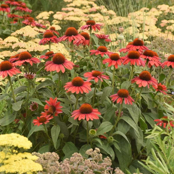Color Coded⢠'Frankly Scarlet' Coneflower - Image 4