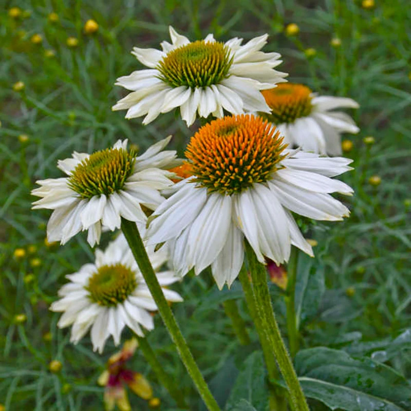 PowWow® White Coneflower - Image 2